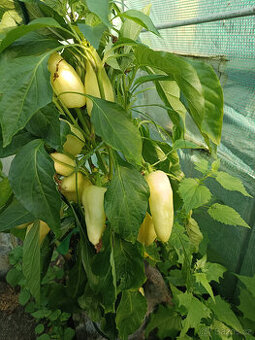 Paprika bílá