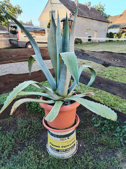Agave americana