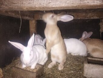 Králíci Hylla x Massyla, do chovu i na maso, pouze samice