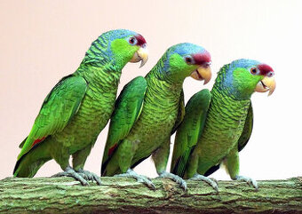 Predam amazona finschi, auropalliata