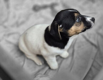 Jack Russell