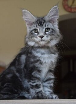 Mainská mývalí koťátka s PP