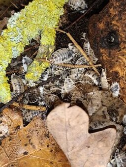 Porcellio laevis dairy cow 25 (+) ks
