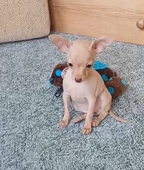 Pražský krysařík s PP