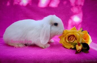 MODROOKÝ SNĚHOVĚ BÍLÝ SATÉŇÁČEK ❤️❤️❤️