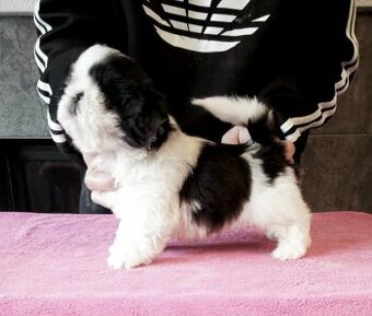 shih tzu s PP FCI