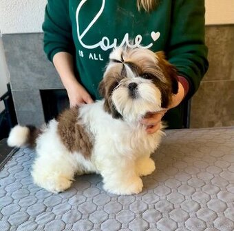 shih tzu s PP FCI