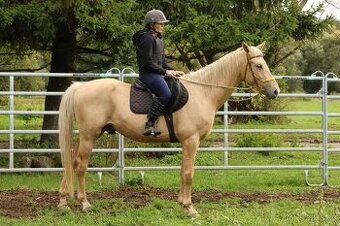 Prodám hřebce Kůň Kinský,