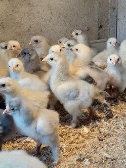 Brahmanka velká - kuřata