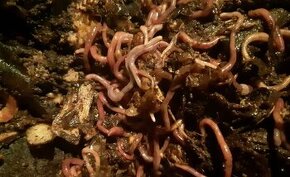 kalifornske žižaly  - EISENIA FETIDA