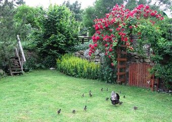 Násadová vejce Wyandotka Velká