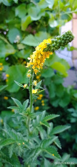 ŘEPÍK lékařský, MEDUŇKA - - viz text a fota