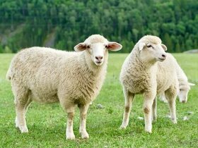 Koupím ovce berany i jehňata masných plemen na výpas trávy.