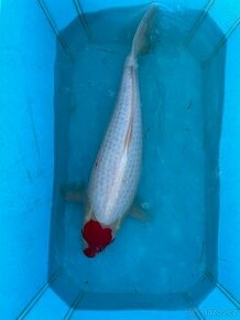 Jezírkové ryby Koi kapr