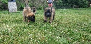 Leonberger