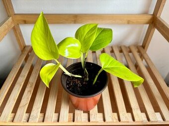 Epipremnum aureum Neon, Šplhavnice