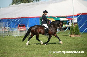 Welsh pony of cob type, sekce C