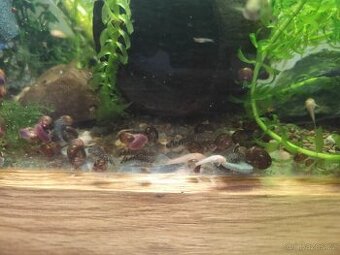 Ancistrus