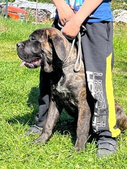 Fenka Cane Corso s PP