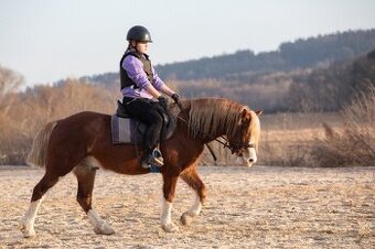 Prodáme valáška welsh pony of cob type,sekce C
