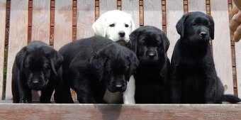 Štěňátka labradorského retrievera s PP - labrador s PP