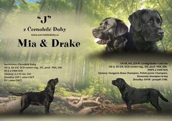 Štěňátka labradorský retriever s PP - labrador s PP