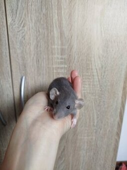 Potkan dumbo
