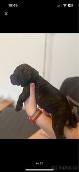 Štěně cane corso
