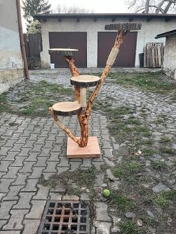 Kočicí strom