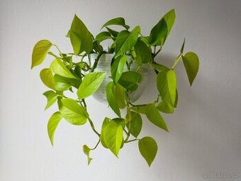 Scindapsus Neon