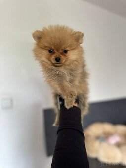 Pomeranian