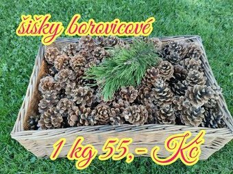 Borovicové šišky