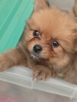 Pomeranian