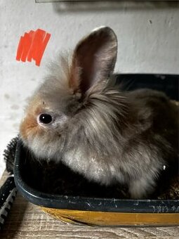🐰✨ Roztomilý zakrslý beránek