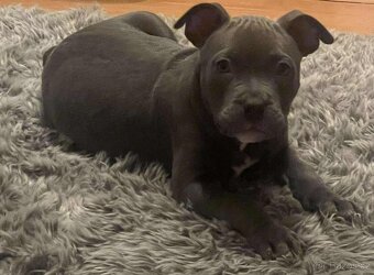 Stafordšírský bulteriér