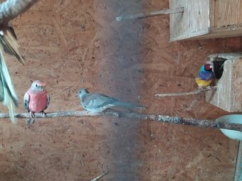 Holoubek diamantový