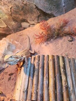 Prodám agamu vousatou i z vybaveným terariem