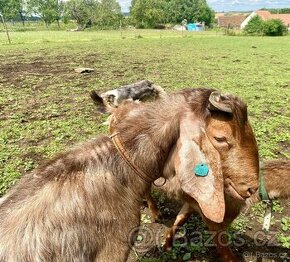 Anglonubijský Kozel 100% k připuštění