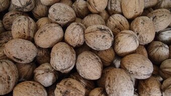 Prodám vlašské ořechy neloupané