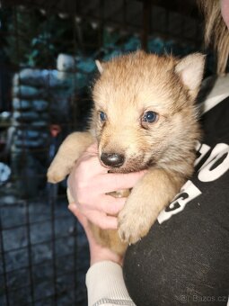 Československý vlčák