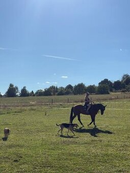 Docházka ,výuka ,pronájem - 1