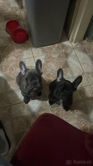 Francouzky buldoček