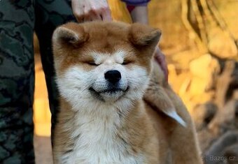 Japonská Akita Inu s PP - odběr ihned