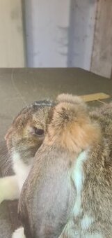 KRÁLÍKY FRANCOUZSKÝ BERAN VELKÝ