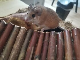 Nabízím myšky bodlinaté