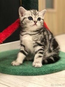 Britská mramorová koťátka s PP, FIFE, vzácné zbarvení