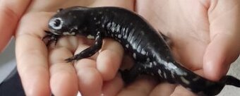Axolotl po metamorfóze