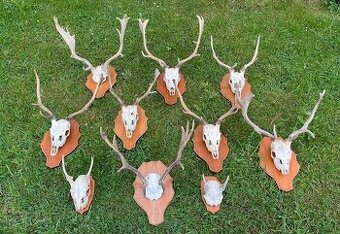🦌 Dančí shozy + trofej s lebkou