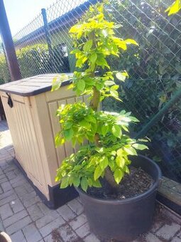 Tvarovaný strom, bonsai, niwaki, yamadori