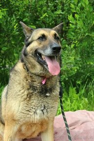 NEMESIS - 33 kg, kastrovaná fenečka 8 let - 1